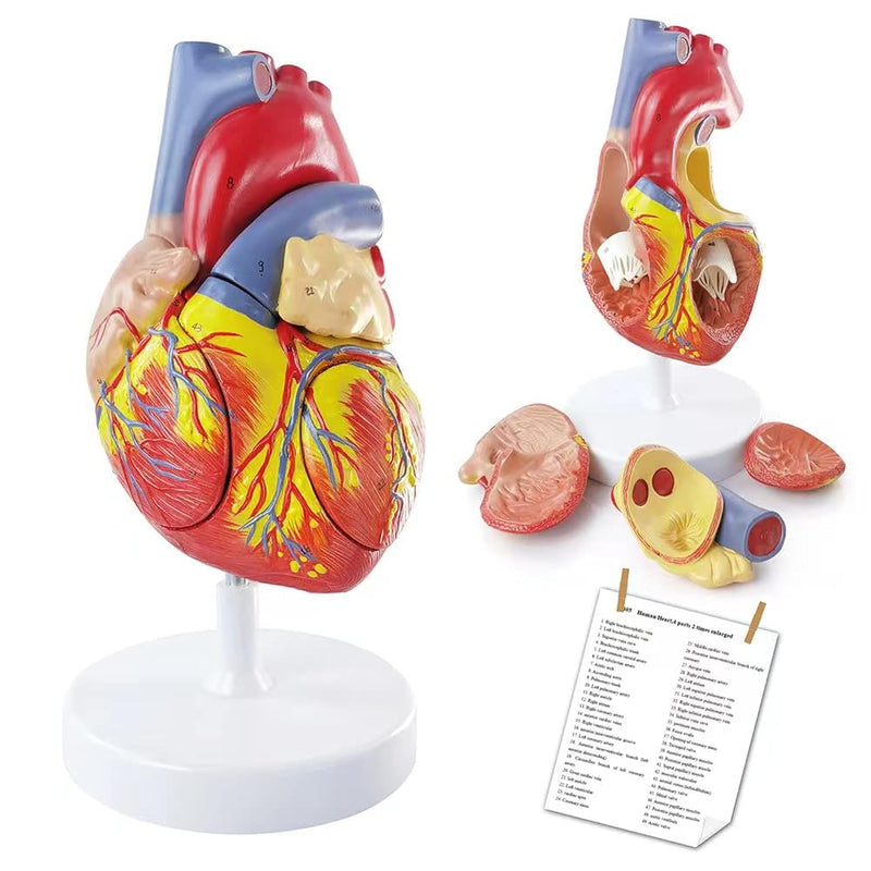 2024 Newest Design Human Heart Model,4 Part 2X Size Cardiac Anatomical Model,