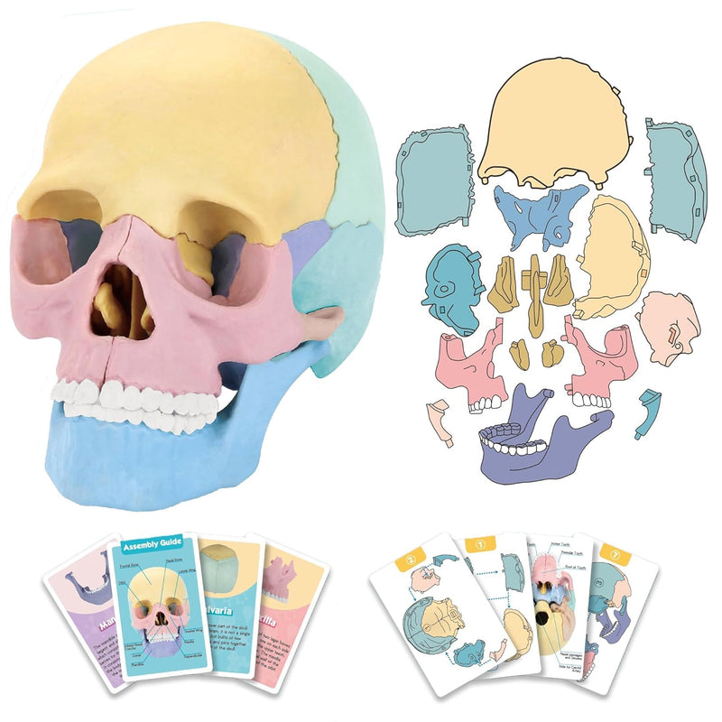 2024 New Human Anatomy Skull Model,17 Part Puzzle Of Skull And 10 Knowledge